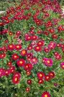 Tanacetum coccineum Robinsons Rot 9 cm Topf - Größe nach Saison