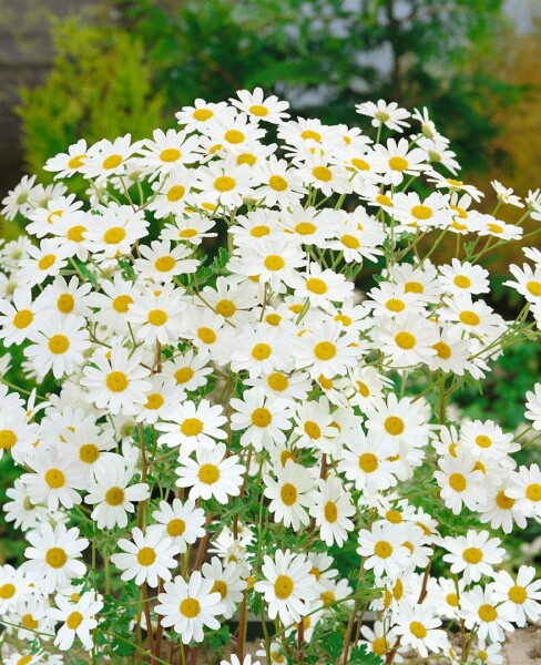 Tanacetum niveum Jackpot 9 cm Topf - Größe nach Saison