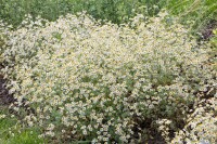 Tanacetum niveum Jackpot 9 cm Topf - Größe nach Saison