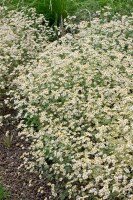 Tanacetum niveum Jackpot 9 cm Topf - Größe nach Saison