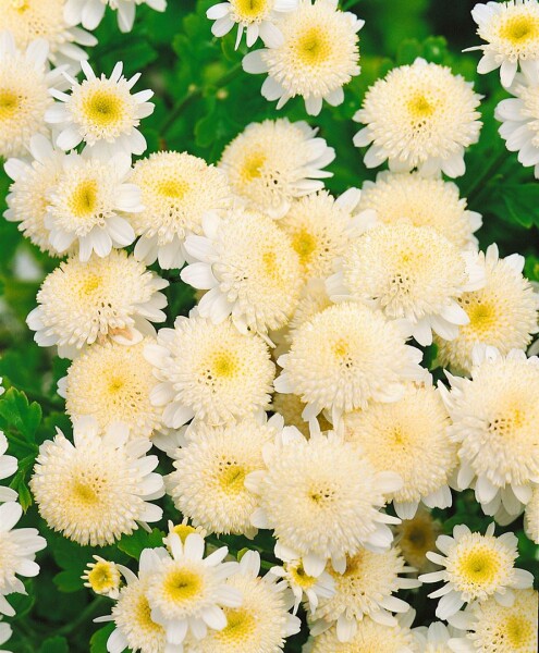 Tanacetum parthenium 9 cm Topf - Größe nach Saison