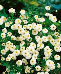 Tanacetum parthenium 9 cm Topf - Größe nach Saison