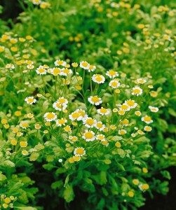 Tanacetum parthenium 9 cm Topf - Größe nach Saison