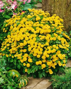 Tanacetum parthenium 9 cm Topf - Größe nach Saison