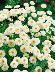 Tanacetum parthenium 9 cm Topf - Größe nach Saison