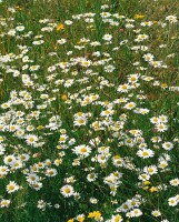 Tanacetum parthenium 9 cm Topf - Größe nach Saison