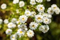 Tanacetum parthenium 9 cm Topf - Größe nach Saison