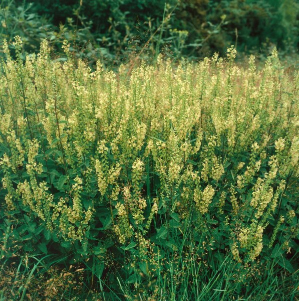 Teucrium scorodonia 9 cm Topf - Größe nach Saison