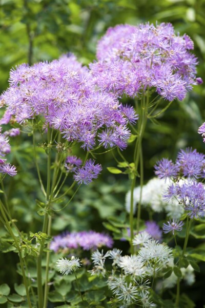 Thalictrum aquilegifolium 9 cm Topf - Größe nach Saison