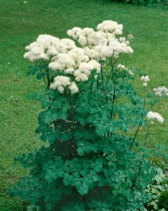 Thalictrum aquilegifolium 9 cm Topf - Größe nach Saison