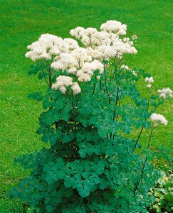 Thalictrum aquilegifolium 9 cm Topf - Größe nach Saison