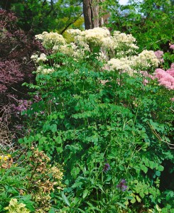 Thalictrum aquilegifolium 9 cm Topf - Größe nach Saison