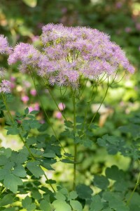 Thalictrum aquilegifolium 9 cm Topf - Größe nach Saison