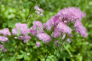 Thalictrum aquilegifolium 9 cm Topf - Größe nach Saison