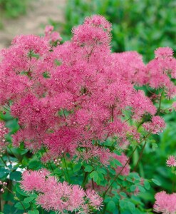 Thalictrum aquilegifolium 9 cm Topf - Größe nach Saison