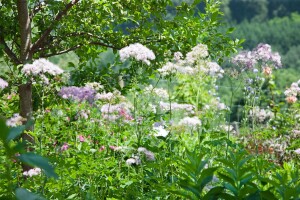 Thalictrum aquilegifolium 9 cm Topf - Größe nach Saison