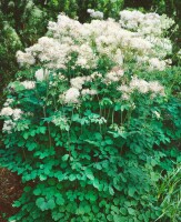 Thalictrum aquilegifolium 9 cm Topf - Größe nach Saison