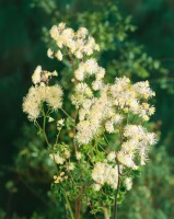 Thalictrum aquilegifolium 9 cm Topf - Größe nach Saison