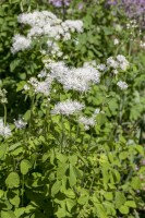 Thalictrum aquilegifolium 9 cm Topf - Größe nach Saison