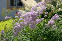 Thalictrum aquilegifolium 9 cm Topf - Größe nach Saison