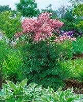 Thalictrum aquilegifolium 9 cm Topf - Größe nach Saison