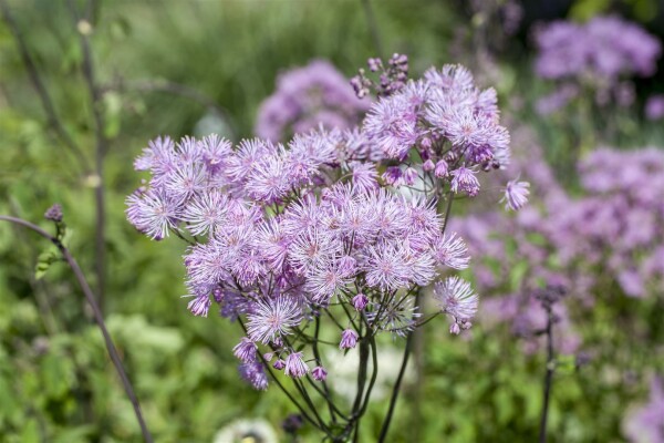 Thalictrum aquilegifolium Purpureum 9 cm Topf - Größe nach Saison