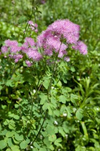 Thalictrum aquilegifolium Purpureum 9 cm Topf - Größe nach Saison