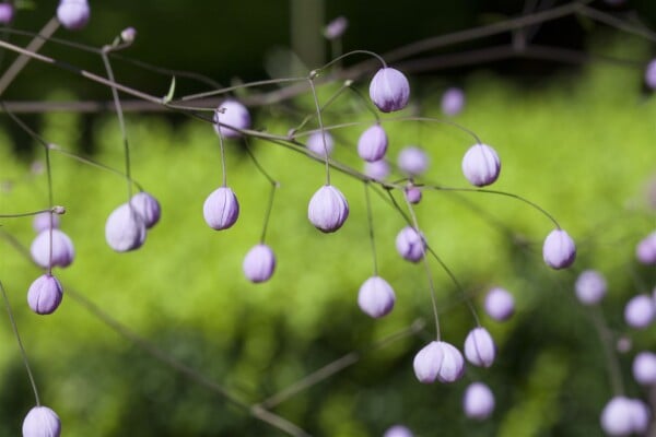 Thalictrum delavayi 9 cm Topf - Größe nach Saison