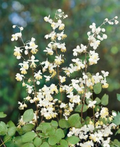 Thalictrum delavayi 9 cm Topf - Größe nach Saison