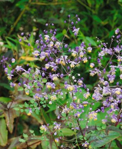 Thalictrum delavayi 9 cm Topf - Größe nach Saison