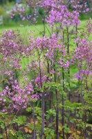 Thalictrum delavayi 9 cm Topf - Größe nach Saison