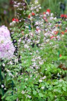 Thalictrum delavayi 9 cm Topf - Größe nach Saison