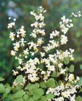 Thalictrum delavayi 9 cm Topf - Größe nach Saison