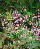 Thalictrum delavayi 9 cm Topf - Größe nach Saison