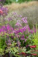 Thalictrum delavayi 9 cm Topf - Größe nach Saison