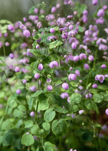 Thalictrum delavayi Hewitts Double 9 cm Topf - Größe nach Saison