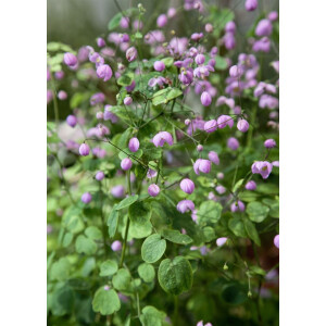 Thalictrum delavayi Hewitts Double P 0,5