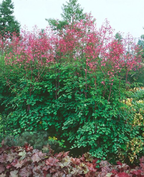 Thalictrum rochebrunianum 9 cm Topf - Größe nach Saison