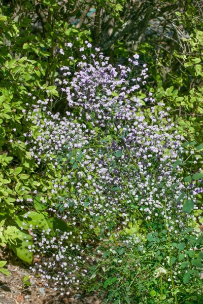 Thalictrum rochebrunianum Elin 11 cm Topf - Größe nach Saison