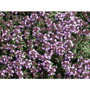 Thymus herba-barona 9 cm Topf - Größe nach Saison