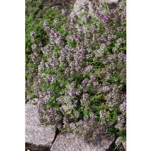 Thymus herba-barona 9 cm Topf - Größe nach Saison