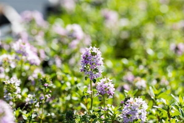 Thymus longicaulis Odoratus 9 cm Topf - Größe nach Saison