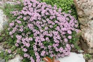 Thymus longicaulis Odoratus 9 cm Topf - Größe nach Saison