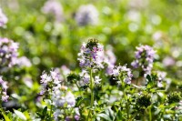 Thymus longicaulis Odoratus 9 cm Topf - Größe nach Saison