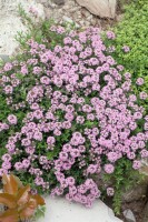 Thymus longicaulis Odoratus 9 cm Topf - Größe nach Saison