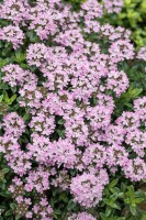 Thymus longicaulis Odoratus 9 cm Topf - Größe nach Saison