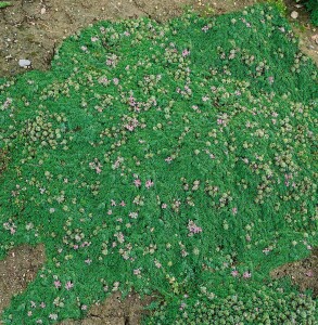 Thymus praecox Minor 9 cm Topf - Größe nach Saison