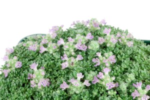 Thymus praecox Minor 9 cm Topf - Größe nach Saison