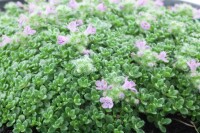 Thymus praecox Minor 9 cm Topf - Größe nach Saison