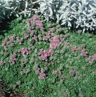 Thymus praecox Minor 9 cm Topf - Größe nach Saison